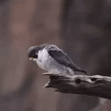Peregrine Falcon GIF