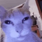 Cat Rizzing You Up GIF