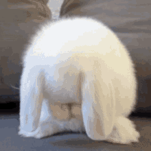 Nayeon Bunny GIF
