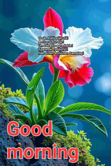 a picture of a flower with the words good morning