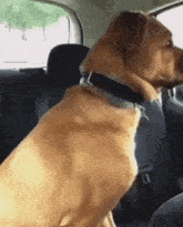 Shivermetimbers Scared GIF - Shivermetimbers Scared Dog GIFs