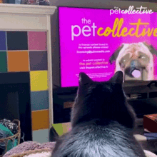 Watching Tv The Pet Collective GIF - Watching Tv The Pet Collective Entertained GIFs