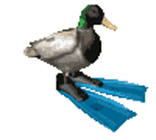 quack spin