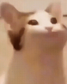 Dude Cat GIF - Dude Cat GIFs
