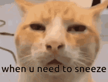 Cat Sneeze GIF - Cat Sneeze Funny GIFs