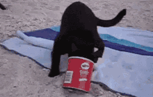 Cat Chips GIF - Cat Chips Pringles GIFs