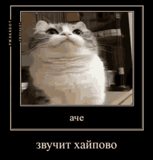 ржакабот котик GIF - ржакабот котик ачезвучитхайпово GIFs