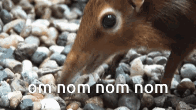 Elephant Shrew Animal GIF - Elephant Shrew Animal Eating - Discover & Share  GIFs