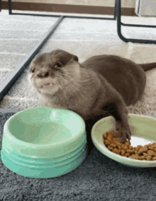 Eating Food GIF - Eating Food Otter GIFs