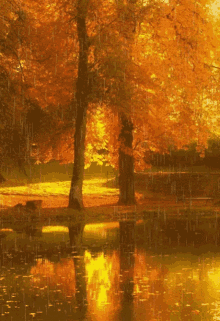 Rainy Day Autumn GIF