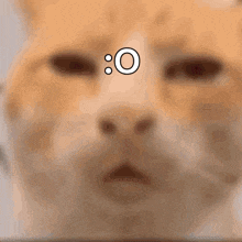 a close up of a cat 's face with the number 0 on it 's nose .