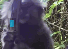 Micro Quemico GIF - Micro Quemico Gorila GIFs