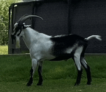 Goat Images Goats GIF - Goat Images Goats Goat GIFs