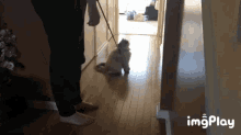 a person is walking a cat on a leash in a hallway with imgplay written in the corner