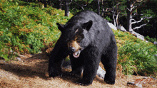 Roaring Cocaine Bear GIF - Roaring Cocaine Bear Shouting GIFs