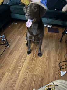 Xispa Labrador GIF