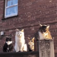 Cats Cats Watch GIF - Cats Cats Watch Cat Wach GIFs