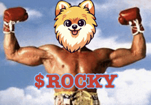 Rocky Rockymemes GIF