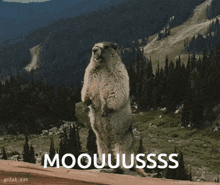 a groundhog standing on its hind legs with the words moouuusss written on the bottom