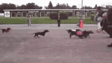 Wiener Race - Wiener GIF - Wiener Wiener Race Dogs GIFs