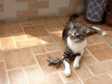 Wanna Play Huh Huh Do Ya Do Ya? GIF - Turtle Cat Play GIFs