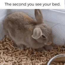 Bunny Sleep GIF - Bunny Sleep Bed GIFs