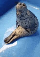 a seal is sitting on a blue surface and looking up at the camera