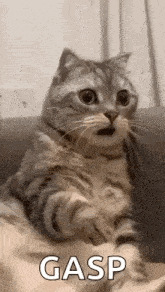 a cat is sitting on a couch with its mouth open and looking at the camera .
