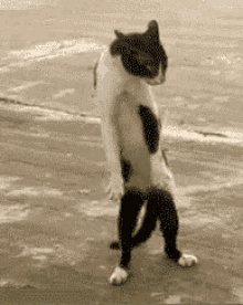 dancing cat scared terrified kung fu cat
