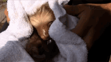 cuddle bath dry yawn sloth