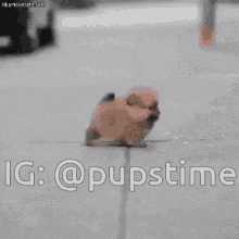 Dog Puppy GIF - Dog Puppy Canine GIFs