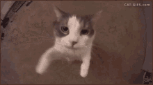 обнимаю кот GIF - обнимаю кот объятия GIFs
