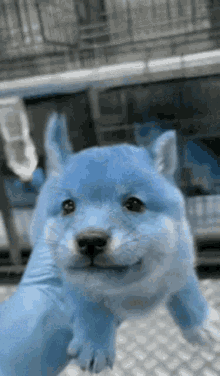 Blue Dog Blue GIF
