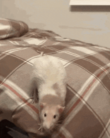 Rat Attack Have At Thee GIF - Rat Attack Rat Attack GIFs