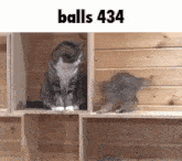 a cat is sitting on a wooden shelf next to a kitten .