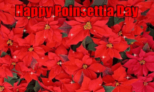 Poinsettia Happy Poinsettia Day GIF - Poinsettia Happy Poinsettia Day Christmas Time GIFs