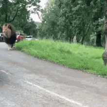 a lion walking down a road with a giraffe behind it