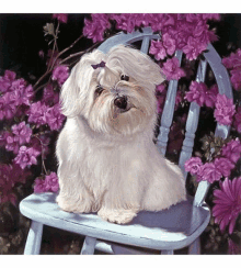 Dog Portraits Pet Portraits From Photo GIF