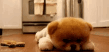 Puppy Dog GIF - Puppy Dog Tired GIFs