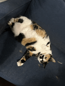 a cat laying on its back on a blue couch