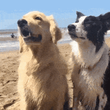 two dogs are sitting on a beach looking up at the ocean