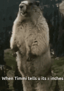 a polar bear standing on its hind legs with the words " when timmi tells u its pi inches " below it