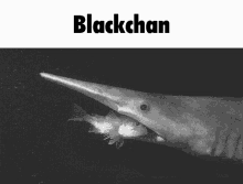 Blackchan Goblin Shark GIF - Blackchan Goblin Shark GIFs