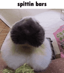 a picture of a rabbit with spittin bars above it