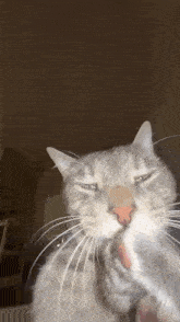 a close up of a cat 's face with a brown background