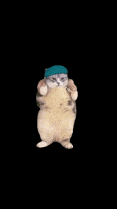 Meme Cat GIF - Meme Cat Dance GIFs
