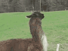 Nope Llama GIF - Nope Llama Hopping GIFs