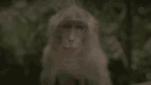 Monkey Camera GIF - Monkey Camera GIFs