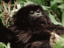 Scratching Dian Fossey Narrates Her Life With Gorillas In This Vintage Footage GIF - Scratching Dian Fossey Narrates Her Life With Gorillas In This Vintage Footage World Gorilla Day GIFs
