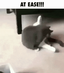 Cat Cat Meme GIF - Cat Cat Meme At Ease GIFs